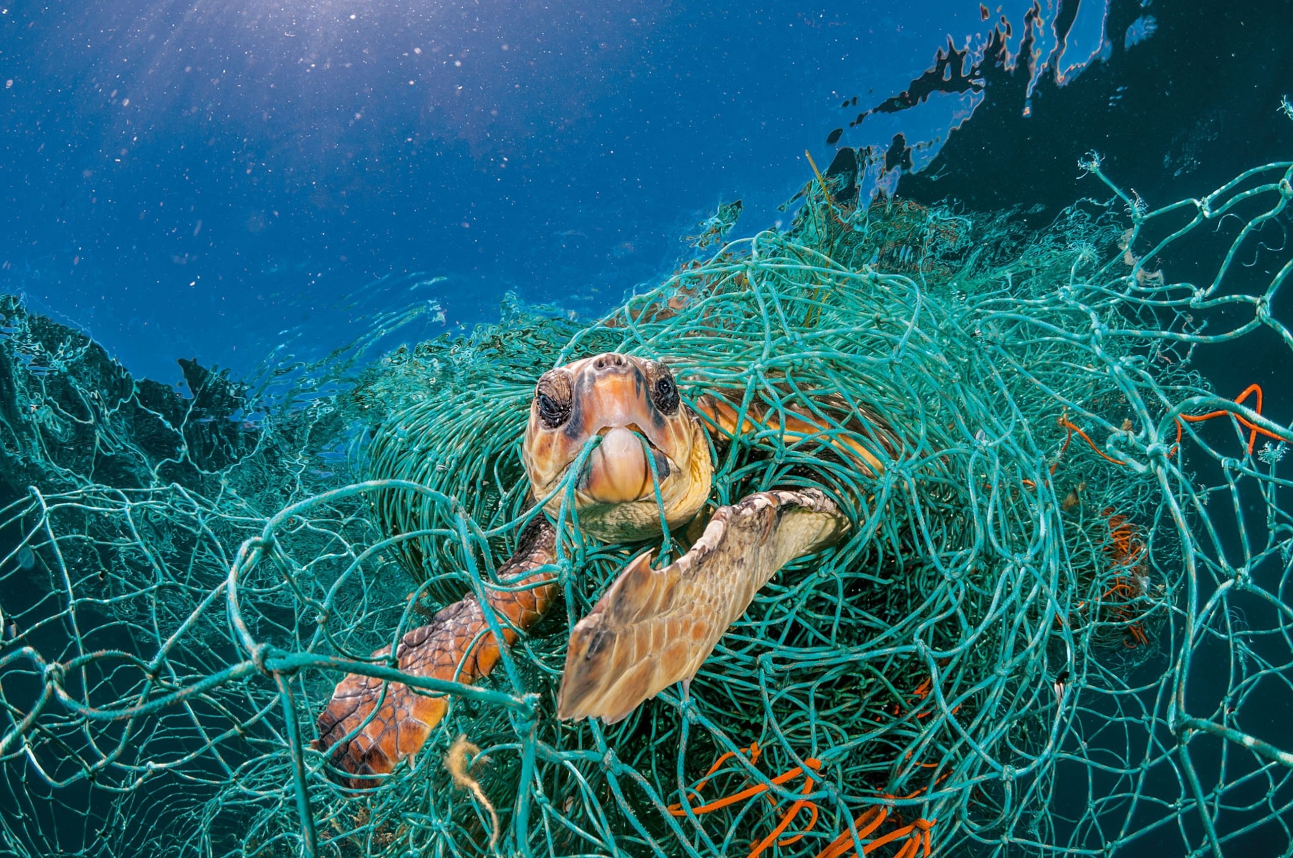 Marine wildlife impacted by plastic